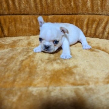 フレンチブルドッグ【茨城県・男の子・2023年5月11日・クリーム】の写真「クリームの小さくて可愛い男の子です。」