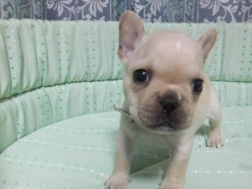 フレンチブルドッグ【茨城県・男の子・2021年8月16日・クリーム】の写真「父ＡＭＣＨ直子　クリームの男の子です　」