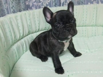フレンチブルドッグ【茨城県・男の子・2021年8月16日・ブリンドル】の写真「父ＡＭＣＨ直子　ブリンドルの男の子です　」