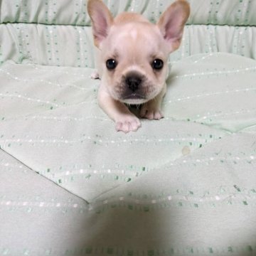 フレンチブルドッグ【茨城県・女の子・2024年5月29日・クリーム】の写真「クリーム　可愛い女の子です」