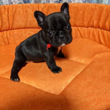 フレンチブルドッグ【茨城県・女の子・2022年10月6日・ブラックブリンドル】の写真「ブラックブリンドルの小さい女の子です　　　」