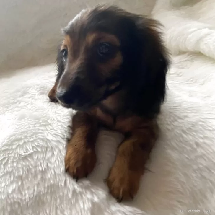 カニンヘンダックスフンド(ロング)【福岡県・女の子・2025年8月2日・レッド】の写真1