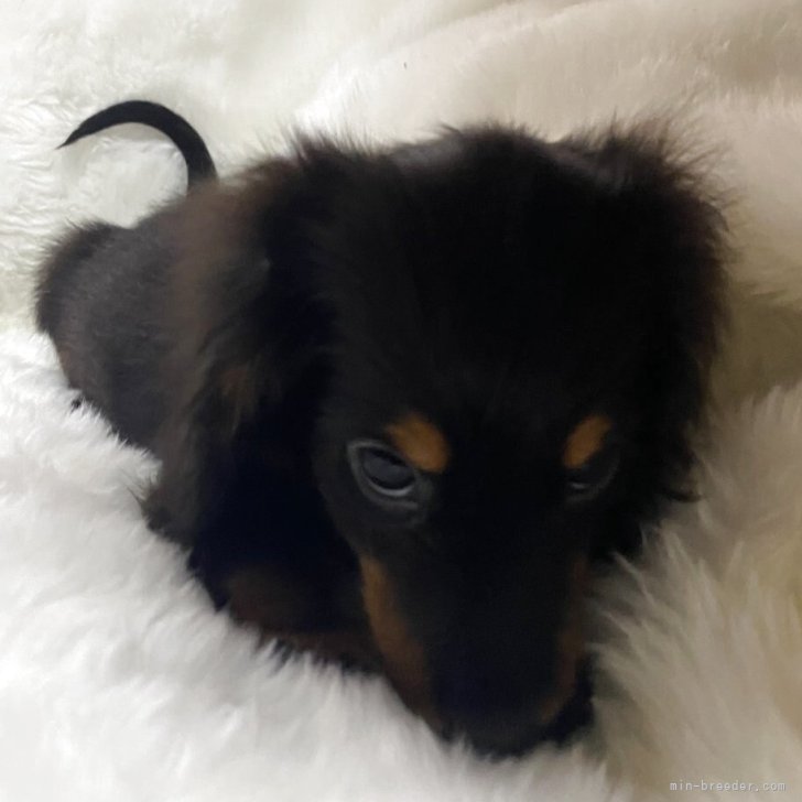 ブリーダー画像