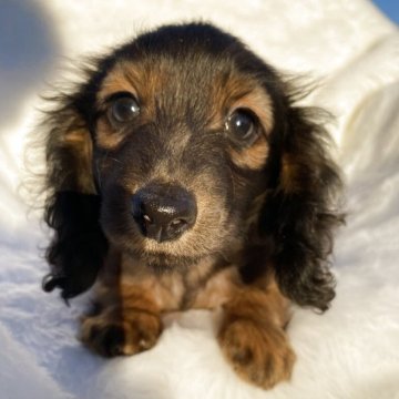 カニンヘンダックスフンド(ロング)【福岡県・女の子・2025年9月17日・レッド】の写真「ダックスフンド専門犬舎　父親JKCチャンピオン　」