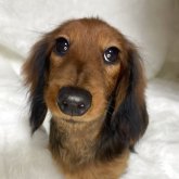 カニンヘンダックスフンド(ロング)