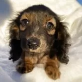 カニンヘンダックスフンド(ロング)【福岡県・女の子・2025年9月17日・レッド】の写真1