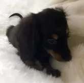 カニンヘンダックスフンド(ロング)【福岡県・男の子・2025年8月5日・ブラック&タン】の写真2