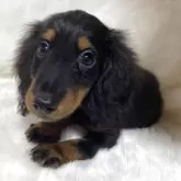 カニンヘンダックスフンド(ロング)【福岡県・男の子・2025年8月5日・ブラック&タン】の写真5