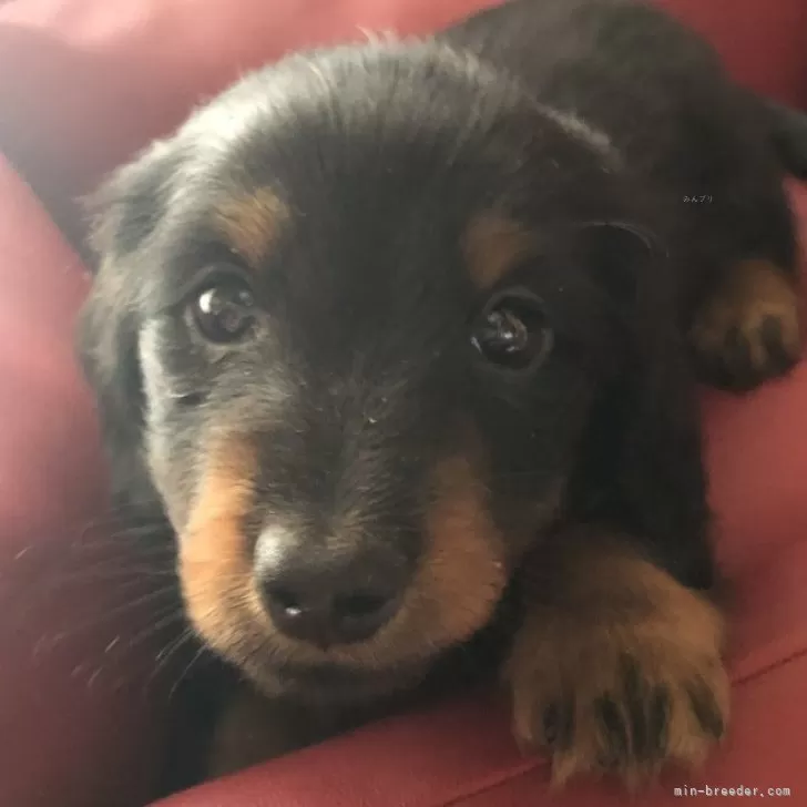 ID：2403-06998の子犬