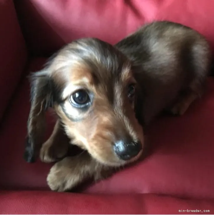ID：2207-04961の子犬