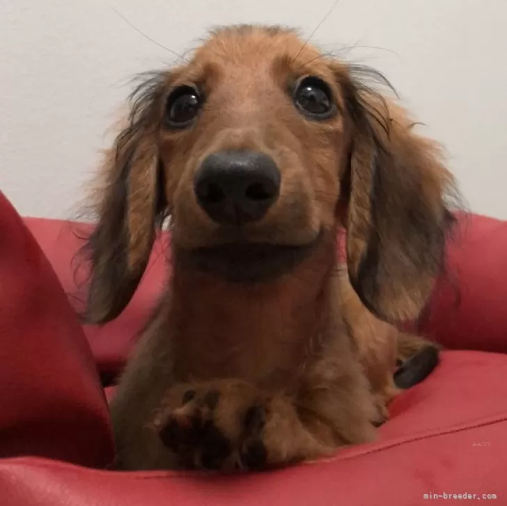 ID:2410-03678の子犬
