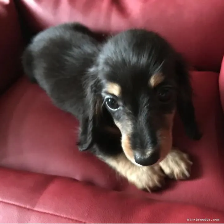 S.T 様のお迎えした子犬