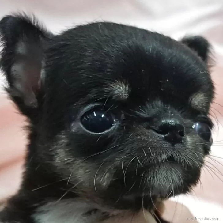 チワワ(スムース)【愛知県・女の子・2025年10月23日・ブラック、タン】の写真1