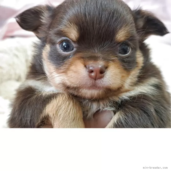 チワワ(ロング)【愛知県・女の子・2025年10月23日・チョコレートタン】の写真1