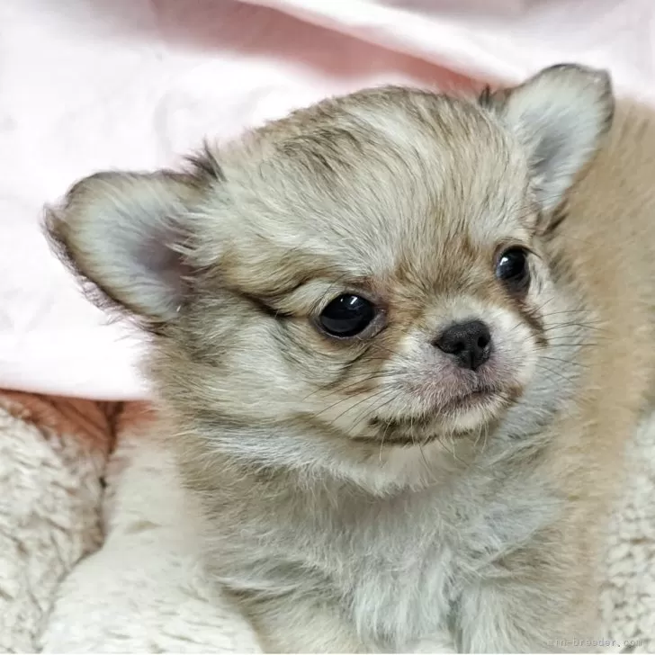 R.Y 様のお迎えした子犬