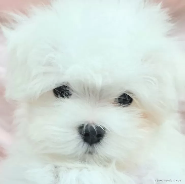 ID:2410-01422の子犬