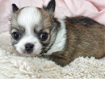 チワワ(ロング)【愛知県・女の子・2025年5月6日・フオーン&ホワイト】の写真「チビチビサイズのお姫様👸」