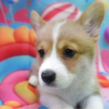 ウェルシュ・コーギー・ペンブローク【愛知県・女の子・2025年10月18日・レッド&ホワイト】の写真「大人しい綺麗なカラーのお姫様」