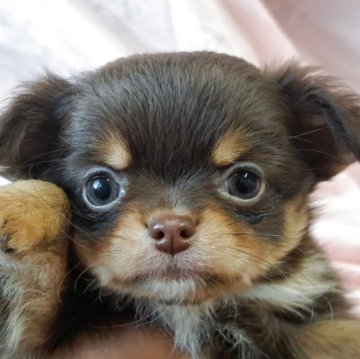 チワワ(ロング)【愛知県・女の子・2025年10月23日・チョコレートタン】の写真「綺麗な柄のチョコタンです。」