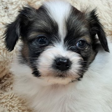 パピヨン【愛知県・男の子・2024年11月11日・セーブルホワイト】の写真「フワモコのイケメン君」