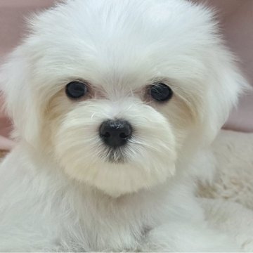 マルチーズ【愛知県・女の子・2025年7月22日・ホワイト】の写真「大人しい家系の、お姫様👸」