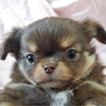 チワワ(ロング)【愛知県・女の子・2025年10月23日・チョコレート、タン】の写真「ムチムチボディーの、お姫様」