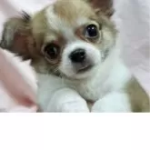 チワワ(ロング)