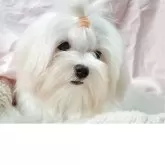 マルチーズ