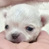 チワワ(ロング)