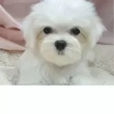 マルチーズ