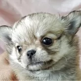 チワワ(ロング)