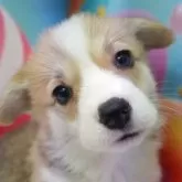 ウェルシュ・コーギー・ペンブローク【愛知県・男の子・2025年10月18日・レツド&ホワイト】の写真1