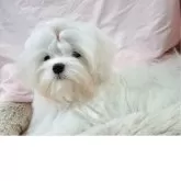 マルチーズ