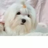 マルチーズ