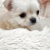 チワワ(ロング)