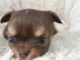 チワワ(ロング)【愛知県・女の子・2025年10月23日・チョコレートタン】の写真3