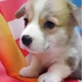 ウェルシュ・コーギー・ペンブローク【愛知県・男の子・2025年10月18日・レツド&ホワイト】の写真4