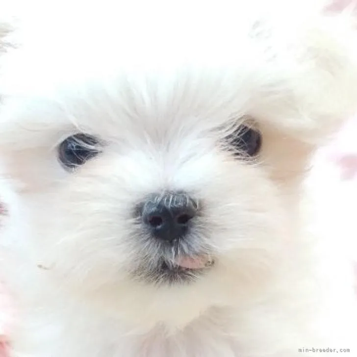 ID：2210-02309の子犬