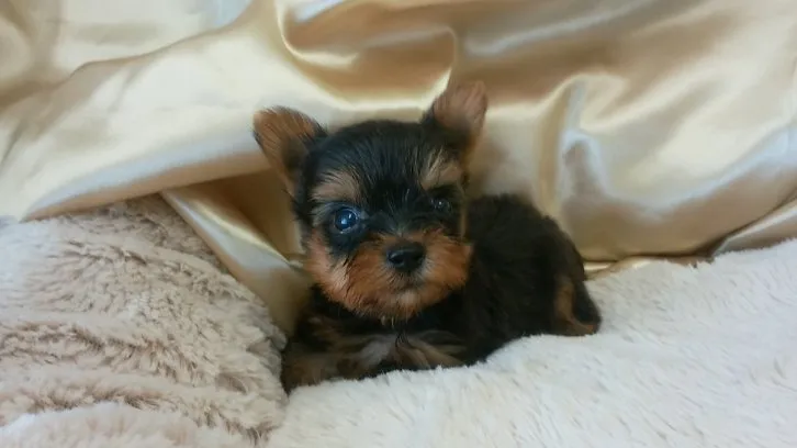 ID:1608-00360の子犬