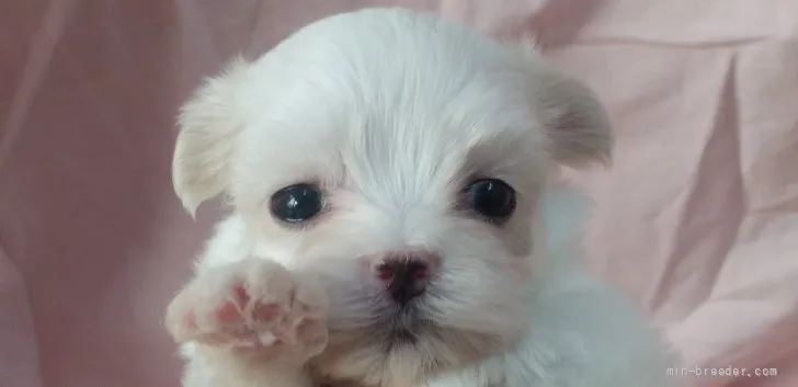 ID:2206-02539の子犬