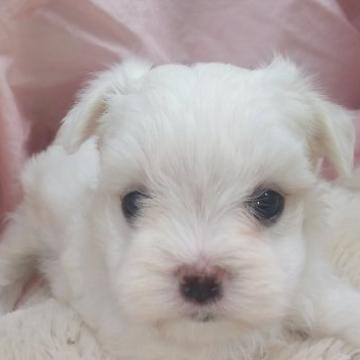 マルチーズ【愛知県・男の子・2022年9月1日・ホワイト】の写真「純白のイケメン君」