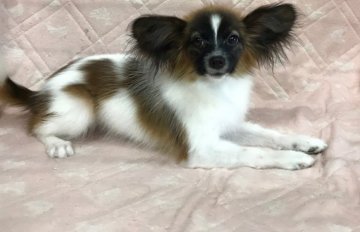 パピヨン【愛知県・女の子・2021年11月27日・レッドセーブルホワイト】の写真「人懐っこく優しいお姫様。」