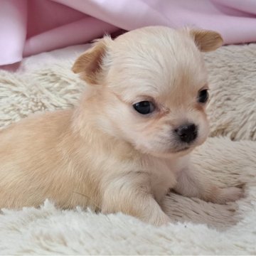 チワワ(ロング)【愛知県・女の子・2024年4月1日・クリーム】の写真「ぺちゃ顔のチビチビお姫様」