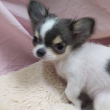 チワワ(ロング)【愛知県・女の子・2022年11月1日・ブルークリーム,ホワイト】の写真「ちびちびお姫様」