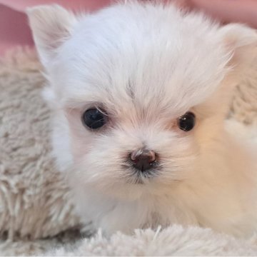 マルチーズ【愛知県・男の子・2024年3月30日・ホワイト】の写真「ちびマルコちゃん」