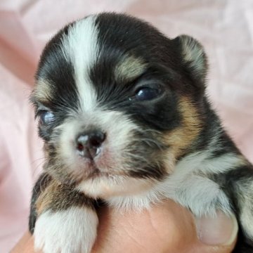 チワワ(ロング)【愛知県・女の子・2023年4月11日・ブラッククリーム,ホワイト】の写真「べちゃ顔お姫様」