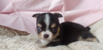 チワワ(ロング)【愛知県・女の子・2021年6月24日・ブラックタン・ホワイト】の写真「小ぶりの、お姫様」