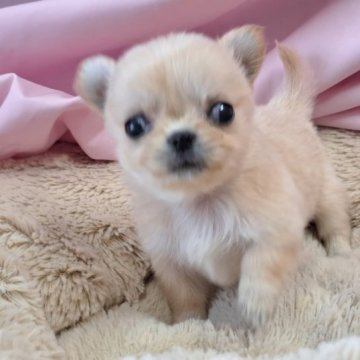 チワワ(ロング)【愛知県・女の子・2023年11月2日・クリーム】の写真「ぺちゃ顔お姫様」