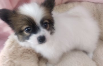 パピヨン【愛知県・女の子・2021年12月12日・レッドホワイト】の写真「むちむちの可愛いお姫様」