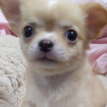 チワワ(ロング)【愛知県・男の子・2022年10月29日・クリーム】の写真「ムチムチな、イケメン君」